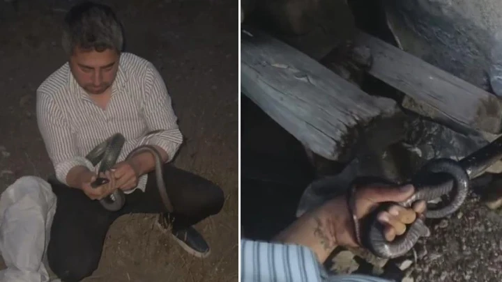 'Yılancı Kemal' koluna dolanan 1 buçuk metrelik 2 yılanı yakalayıp doğaya bıraktı